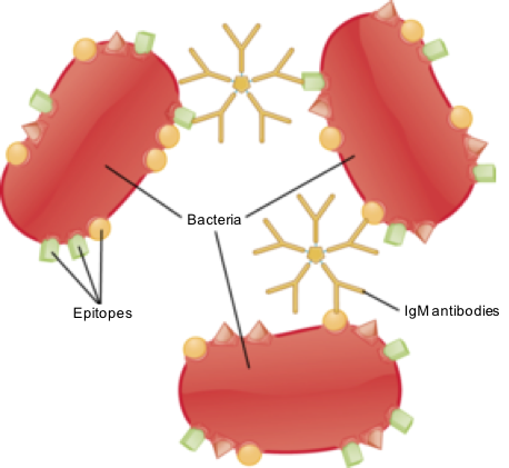 Diagram showing how antibodies cross-link bacteria to inactivate them and target them for destruction.