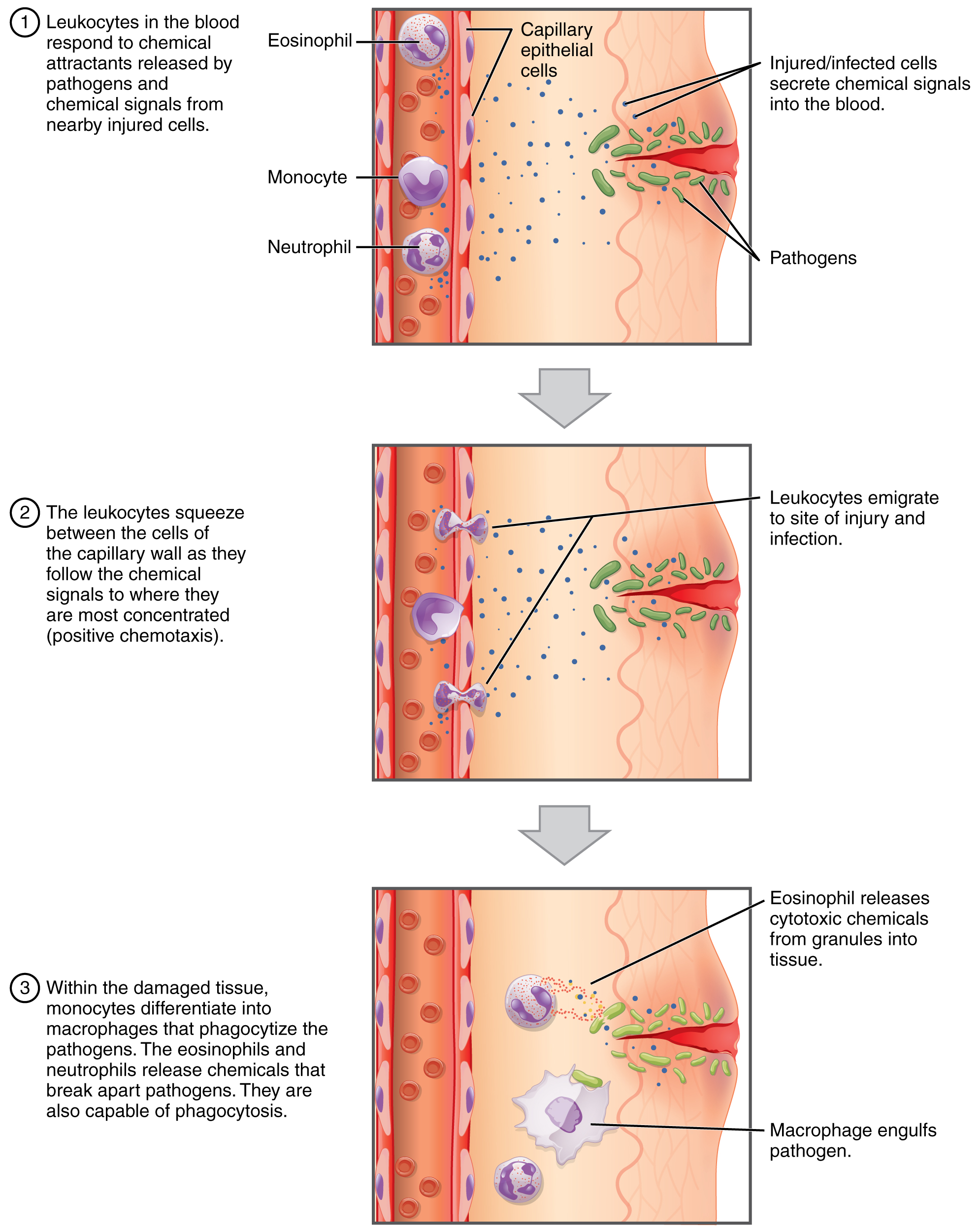 Diagram illustrating chemotaxis of white blood cells.