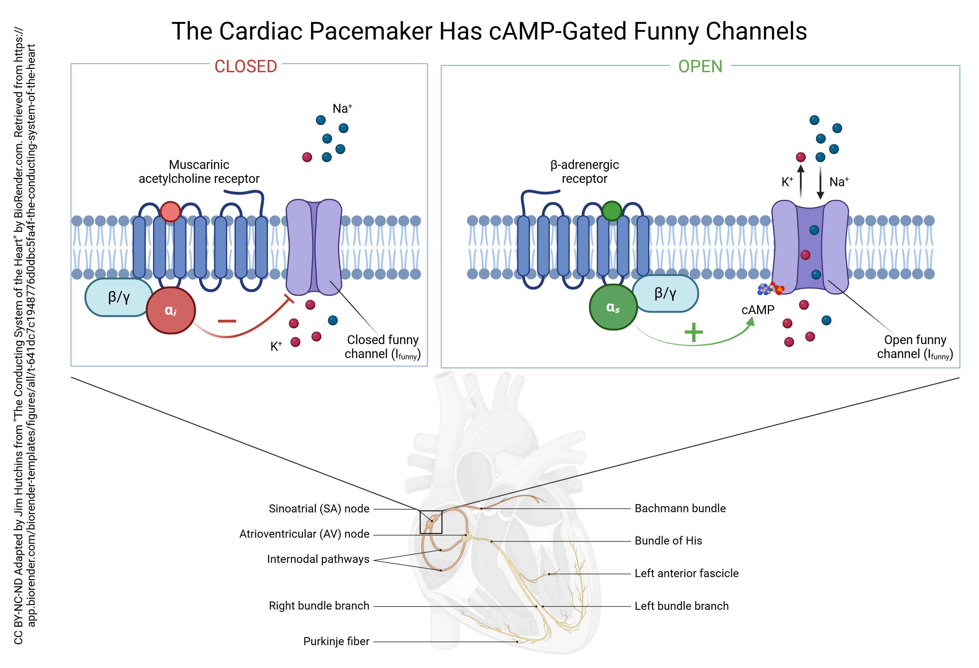 Diagram showing how muscarinic acetylcholine receptors close the funny sodium channel and how beta-adrenergic receptors open the funny sodium channel.