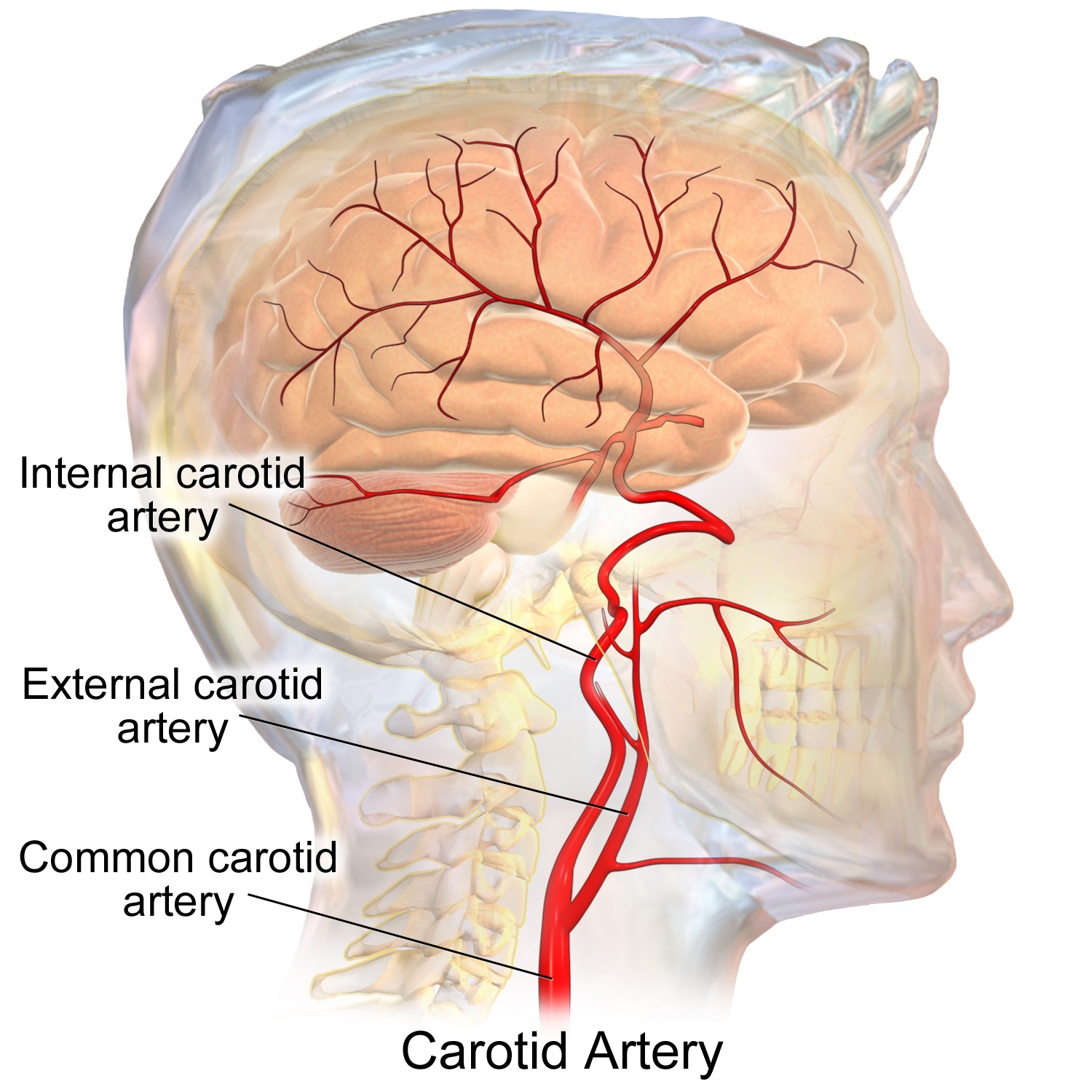 Diagram showing the common carotid artery dividing into external and internal carotid AA.