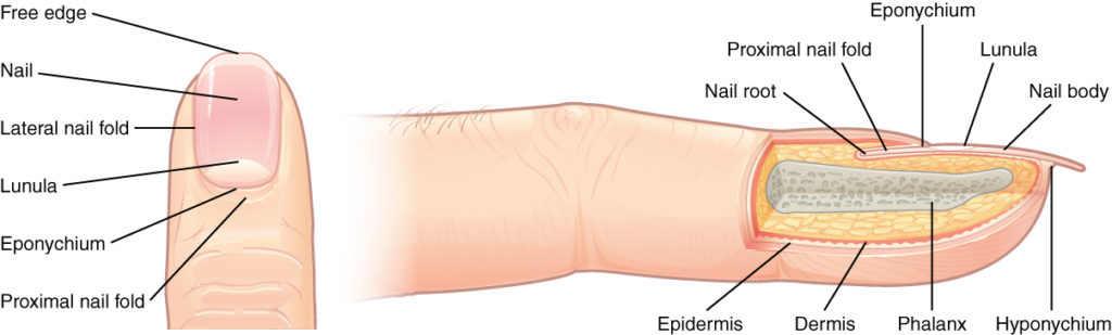 Graphic showing a detailed view of the nail for the superior and lateral view.