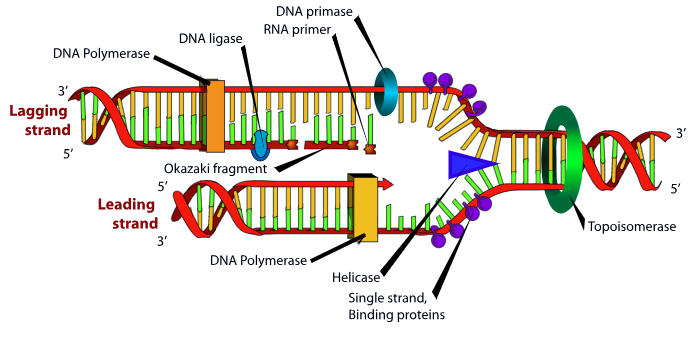 Graphic showing DNA replication with the leading strand and lagging strand.