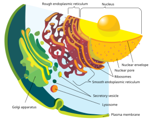 An image of the endomembrane system