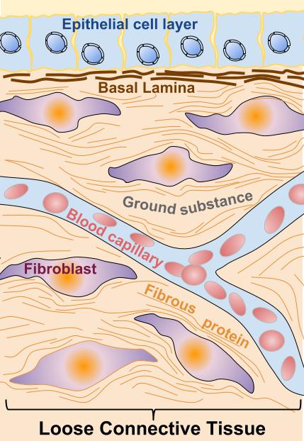 Diagram of ground substance