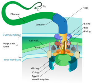 An image of a flagellum
