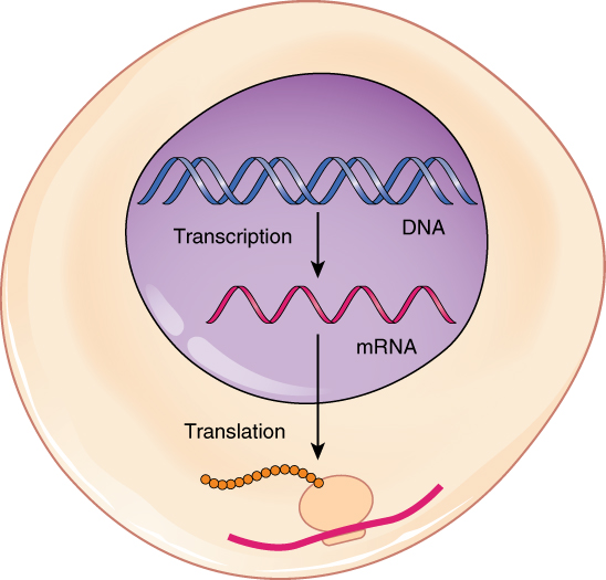 Graphic showing the central dogma.