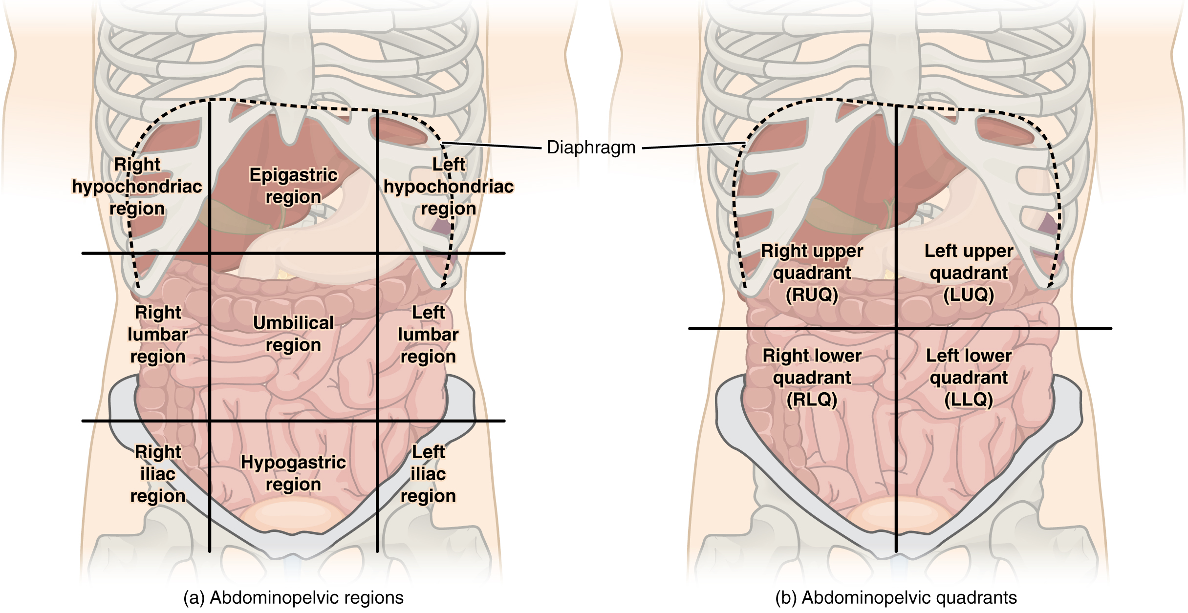 Graphic showing the nine abdominopelvic regions and four abdominopelvic quadrants