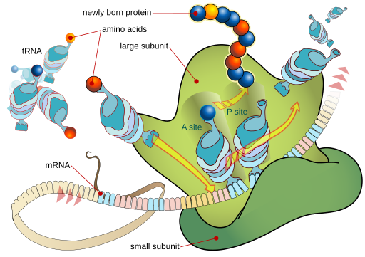 Graphic showing mRNA and tRNA