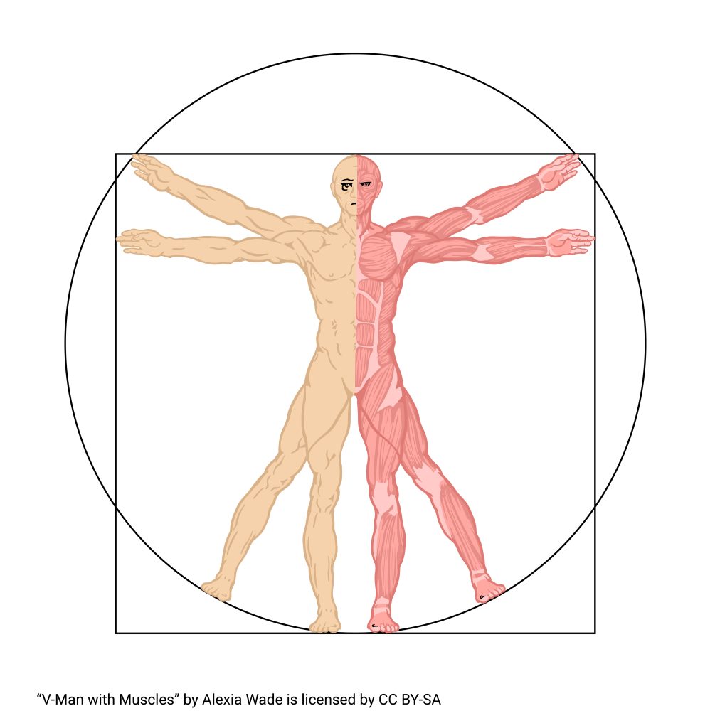 Graphic rendition of Vitruvian Man by Leonardo da Vinci