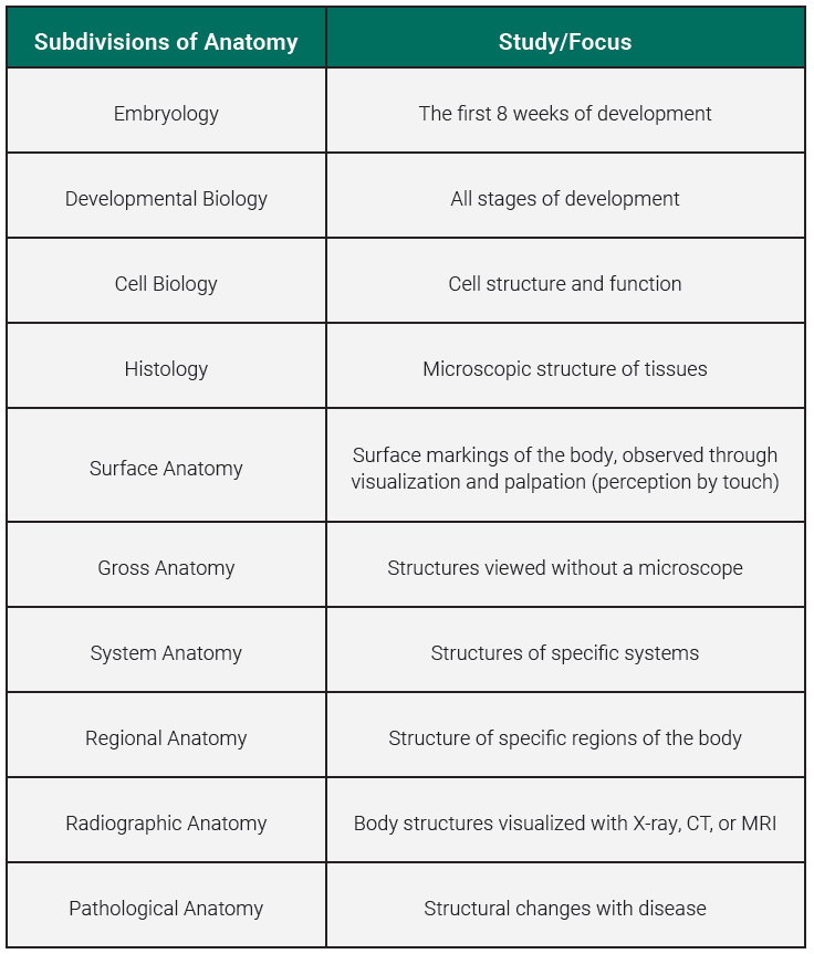 Table showing the subdivisions of anatomy: embryology, developmenetal biology, cell biology, histology, surface anatomy, gross anatomy, system anatomy, regional anatomy, radiographic anatomy, and pathologic anatomy.