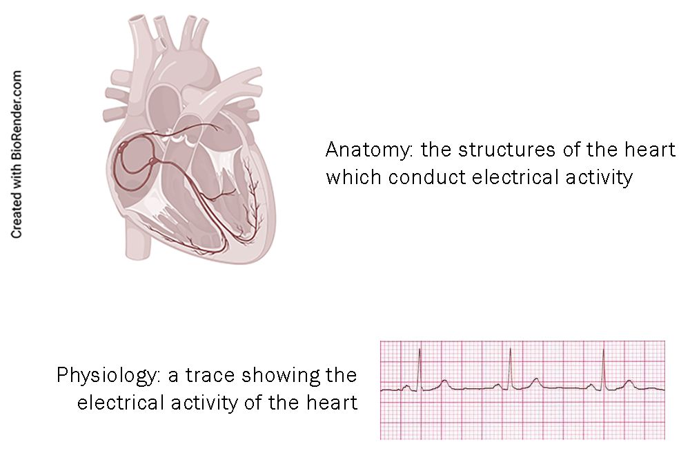 Graphic showing the difference between anatomy and physiology of the heart. Anatomy is the structure of the heart which conducts electrical activity
