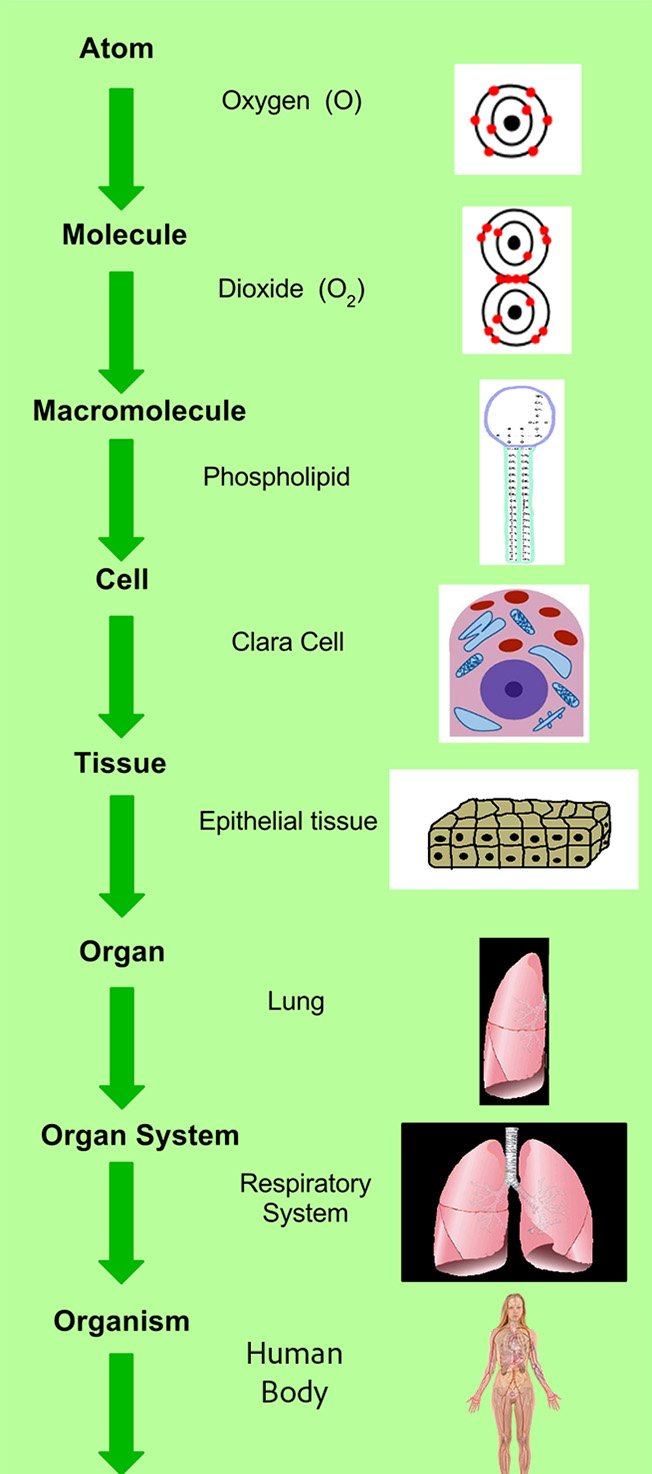 Diagram of levels of organization from smallest to largest