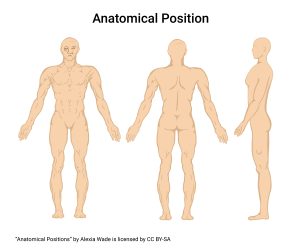 Graphic showing anatomical position