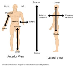 Graphic showing directional terms