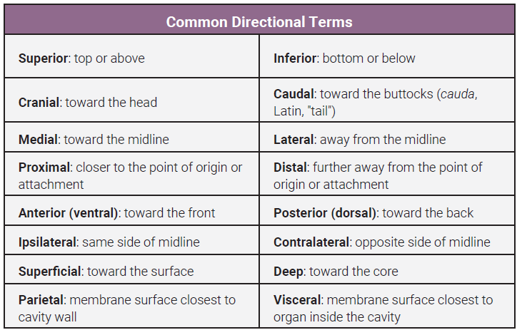 Table defining common directional terms