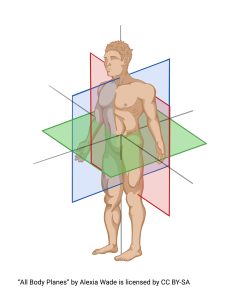 Graphic showing all of the body planes 