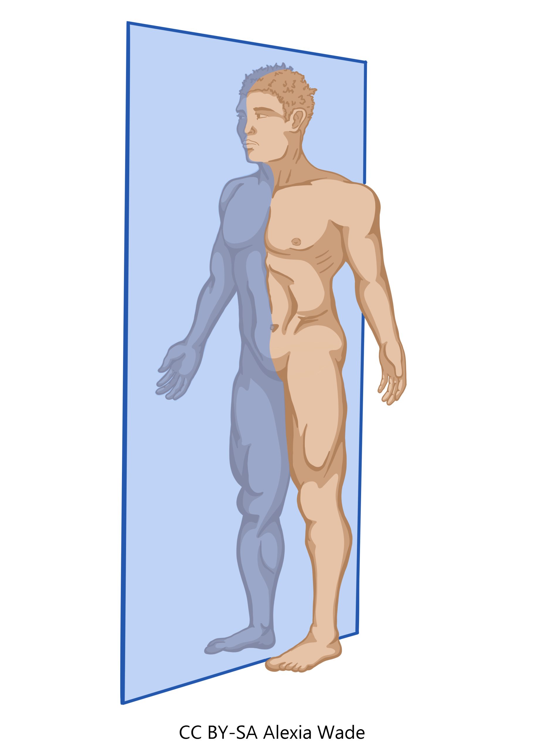 Graphic showing the sagittal body plane, which divides right from left sides.