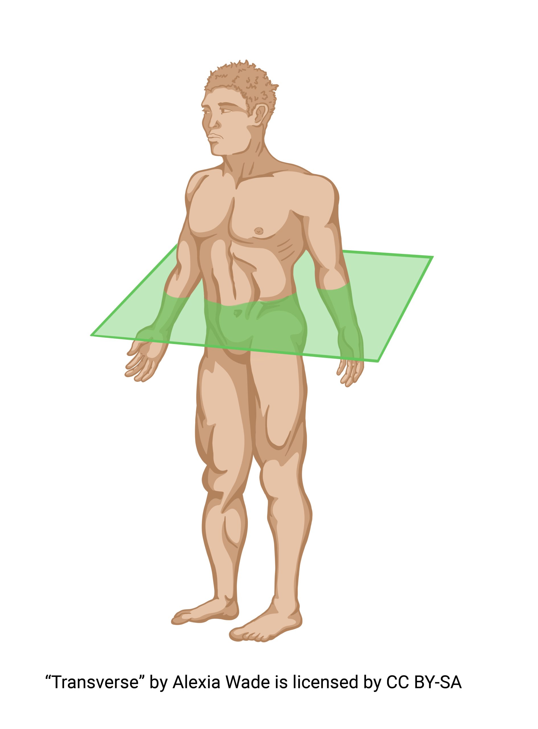 Graphic showing the transverse/horizontal plane which divides superior from inferior.