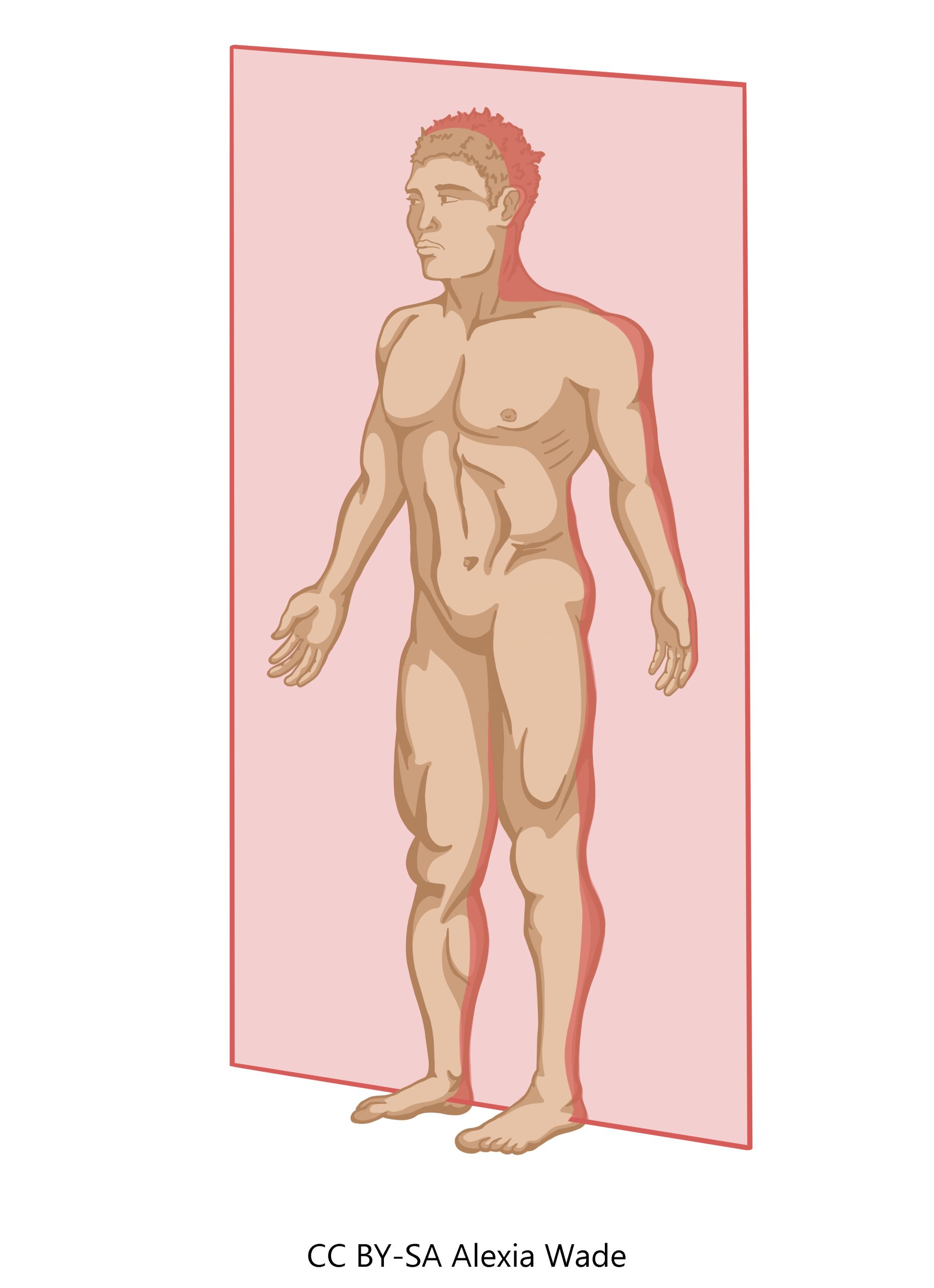 Graphic demonstrating the frontal/coronal plane which divides anterior to posterior