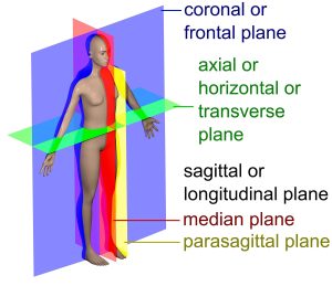 Graphic showing the body planes labeled