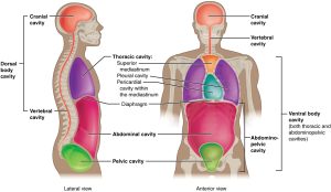 Graphic showing the dorsal and ventral body cavities