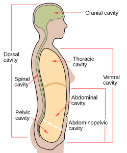 Graphic showing the ventral and dorsal cavities, with labels of more specific cavities