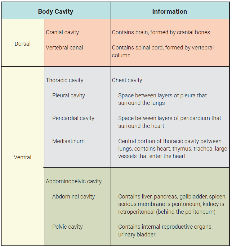 Table showing cavities within the dorsal and ventral cavities, with information about each.