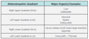 Table with the major organs in each abdominopelvic quadrant