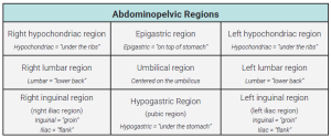 Table showing the abdominopelvic regions