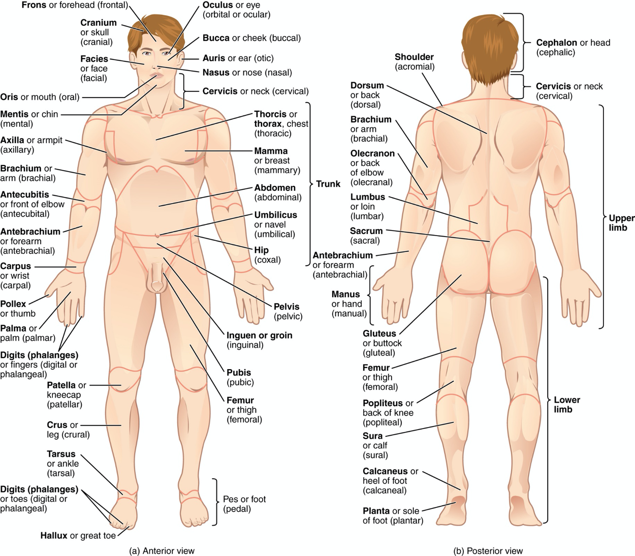 Graphic showing all of the body parts which need to be identified for this course
