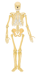 Graphic showing the skeletal system