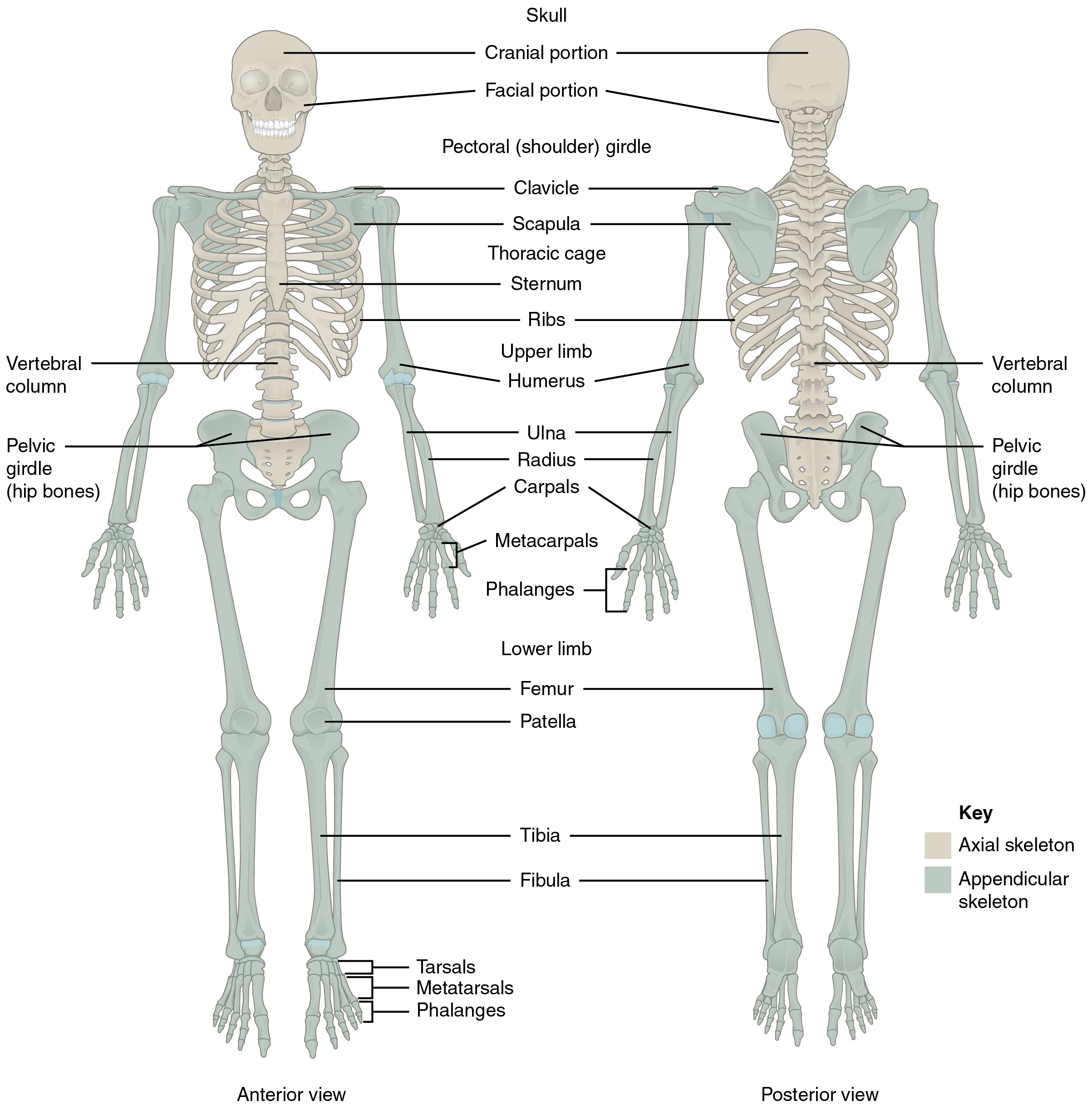 Diagram showing the axial and appendicular skeletons with labels 