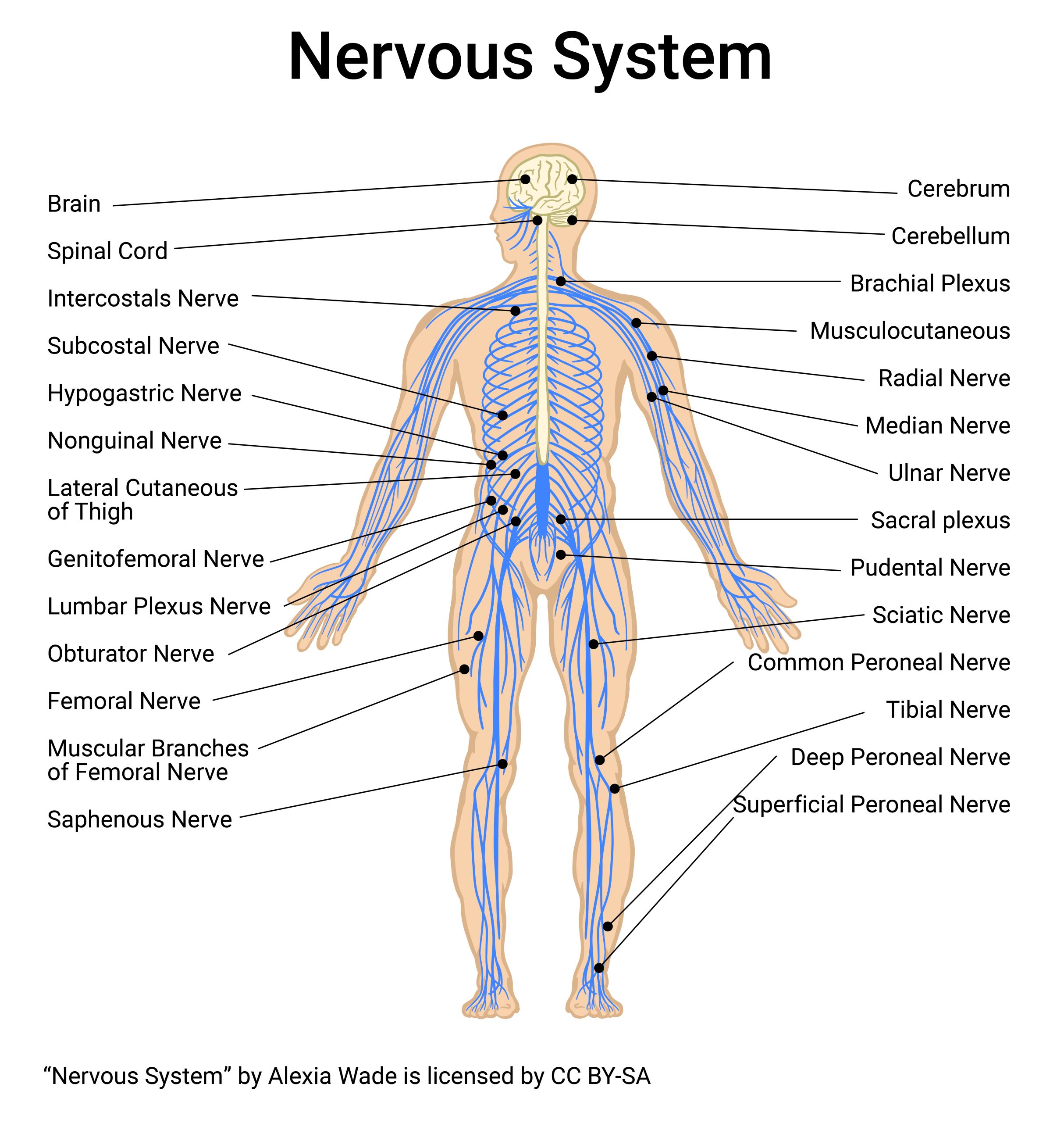 Diagram showing the nervous system
