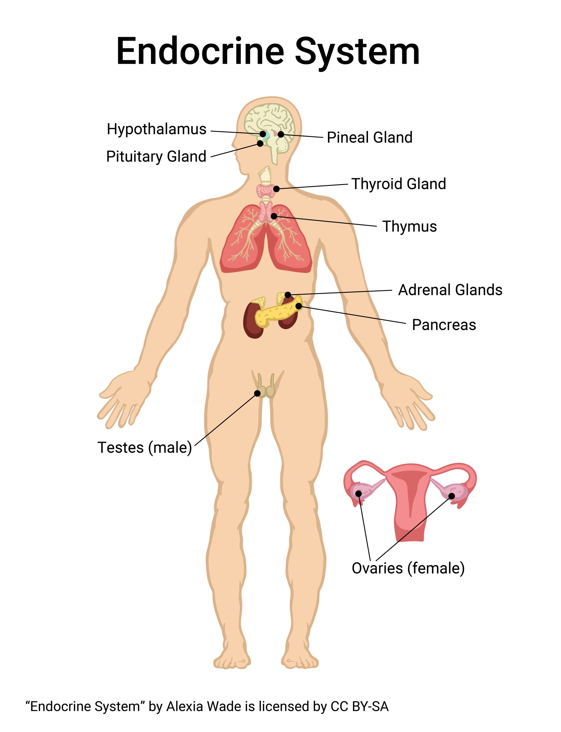 Diagram showing the endocrine system