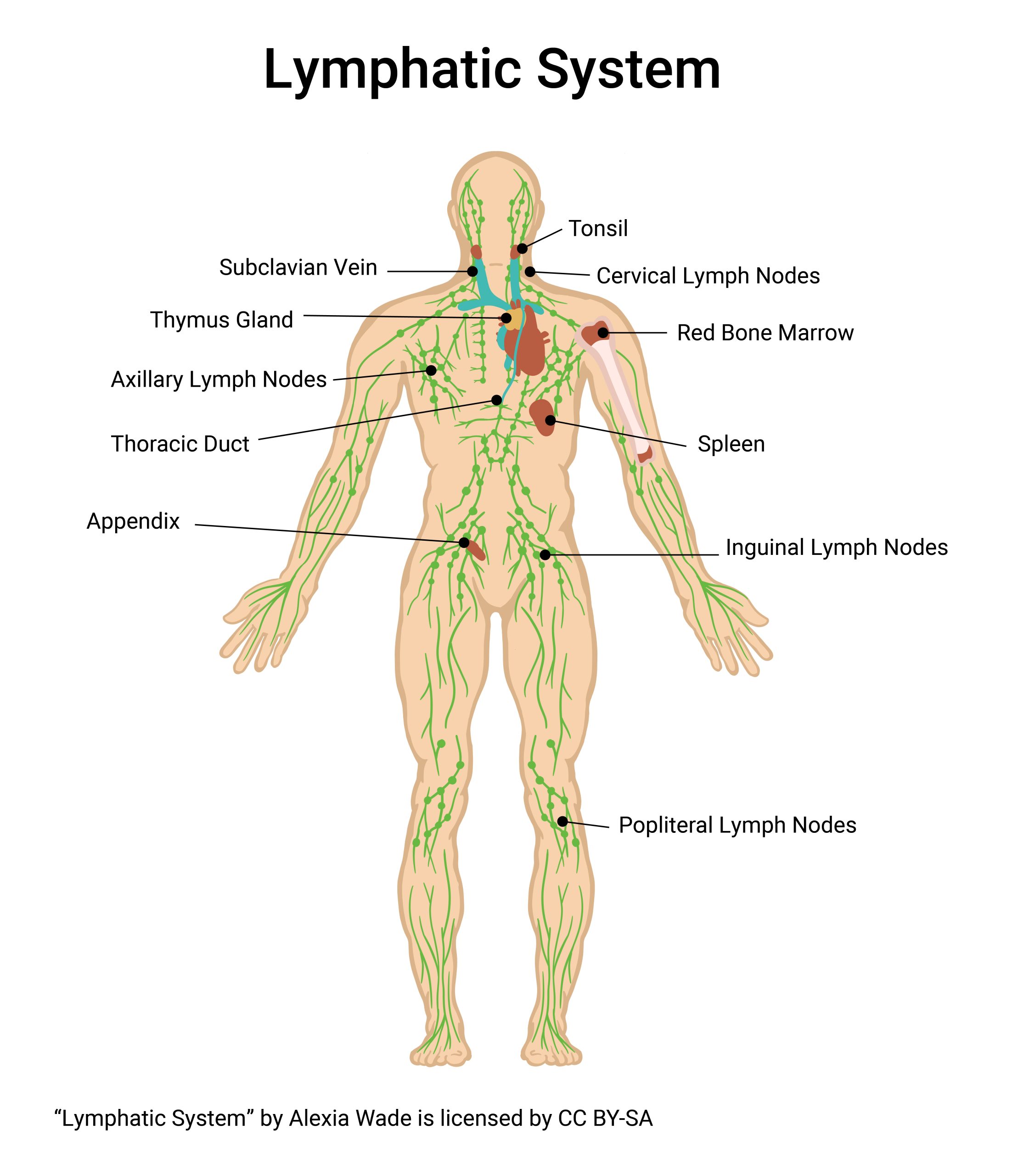 Diagram showing the lymphatic system