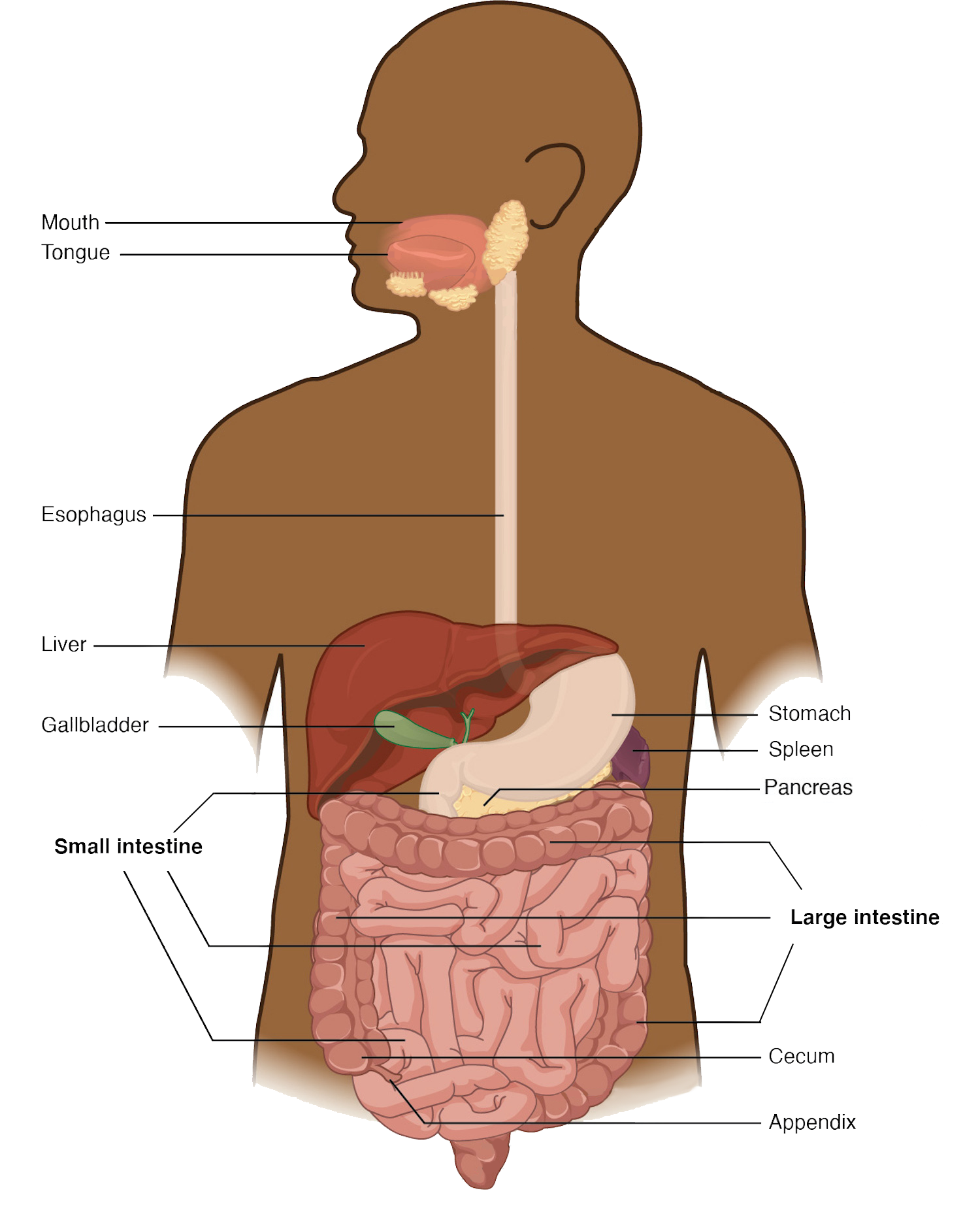 Diagram showing the digestive system