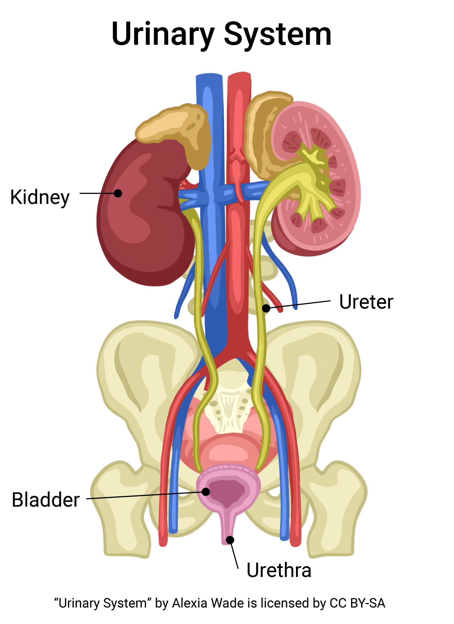 Diagram showing the renal system