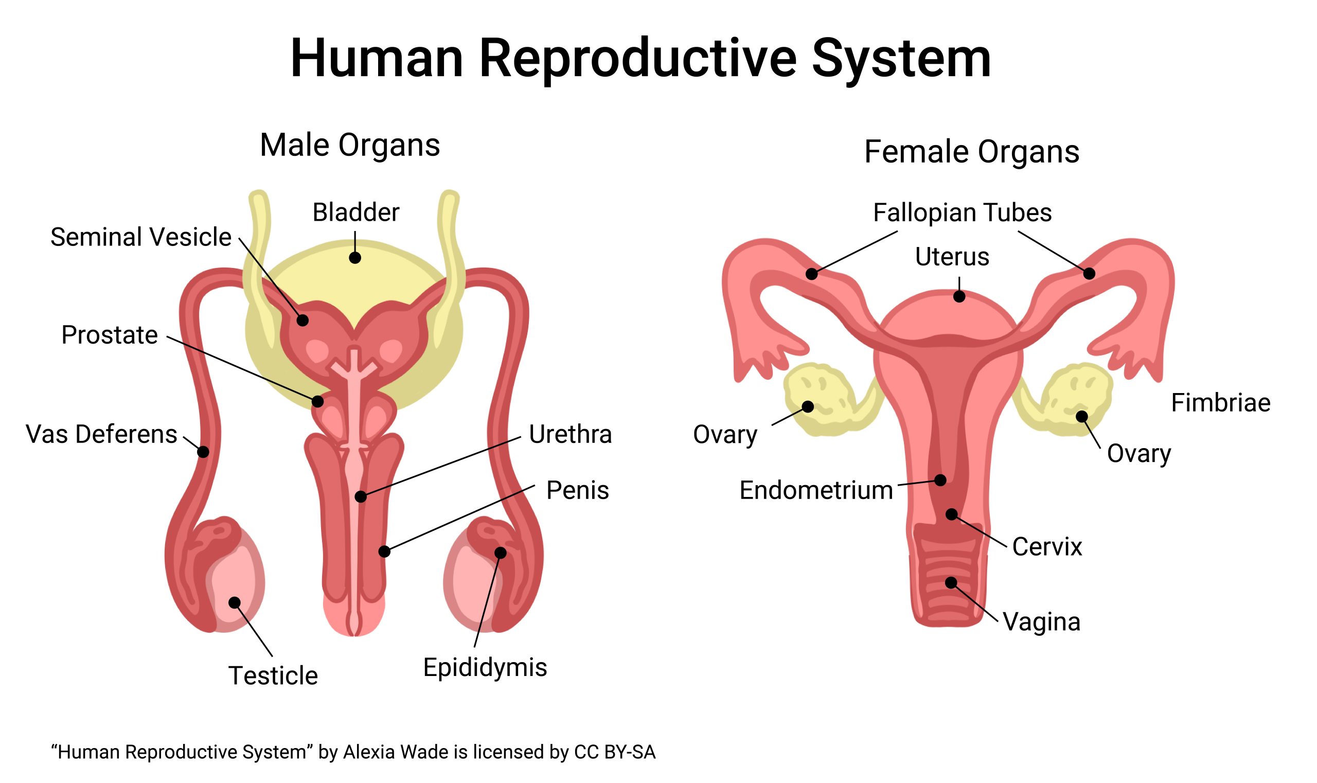 Diagram showing the reproductive system