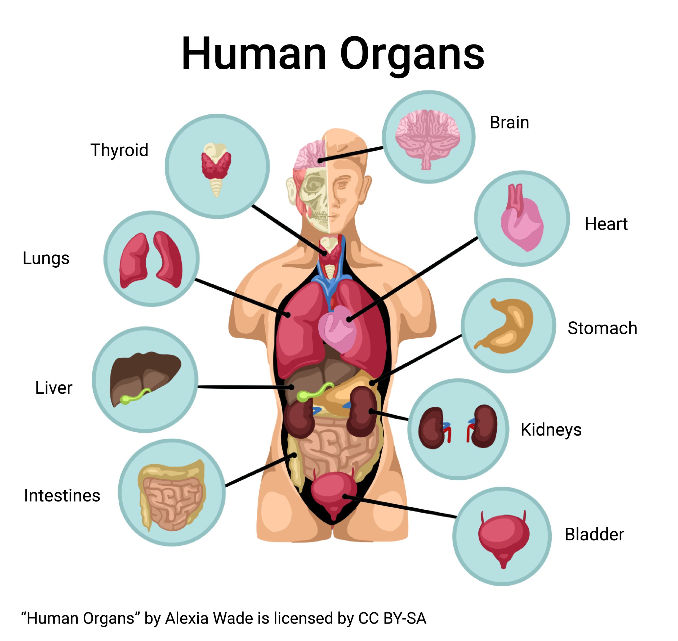 Diagram showing an overview of the human organs
