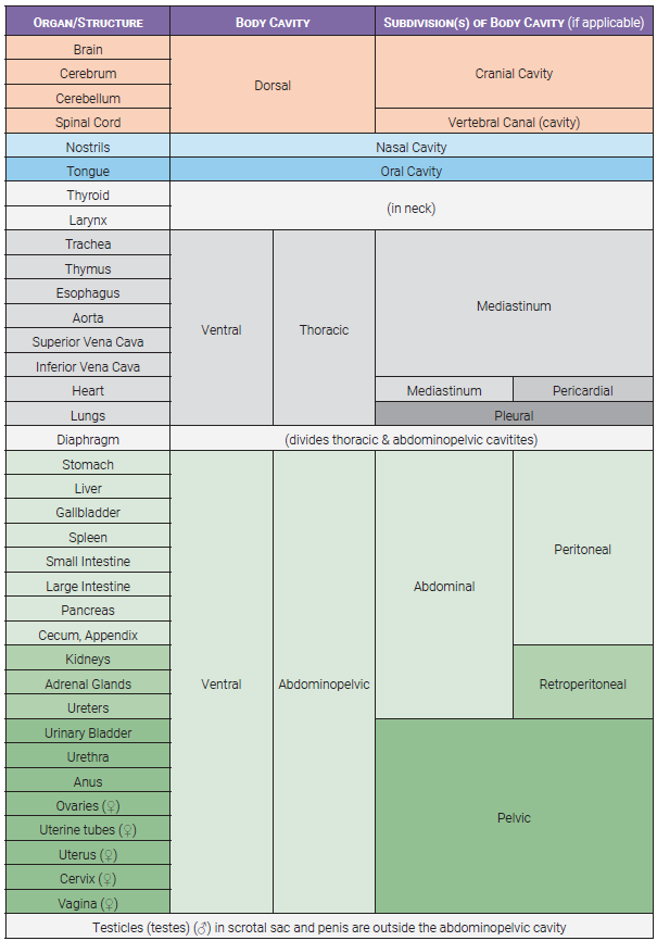Table showing the organs in their body cavity and other subdivisions of body cavities if applicable