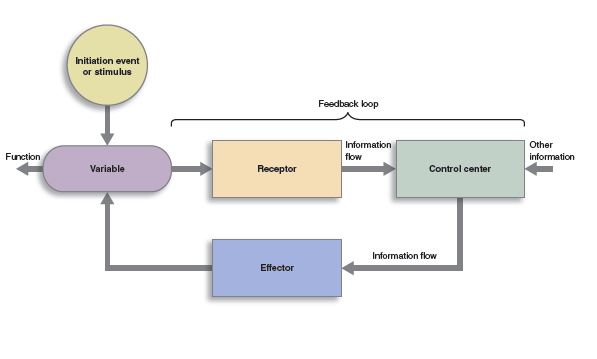Flowchart showing a homeostatic feedback loop