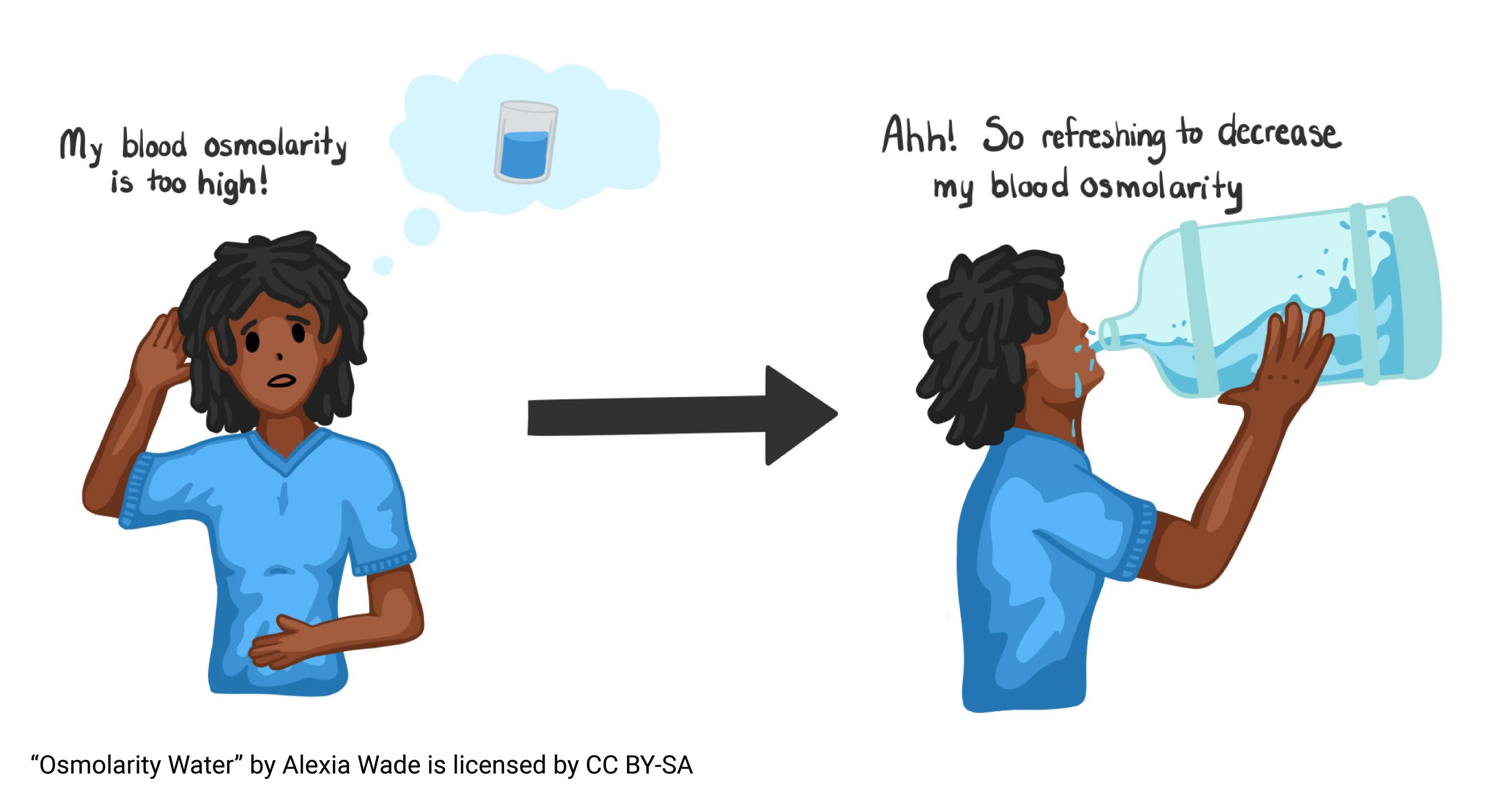 Diagram showing osmolarity and how it relates to drinking water