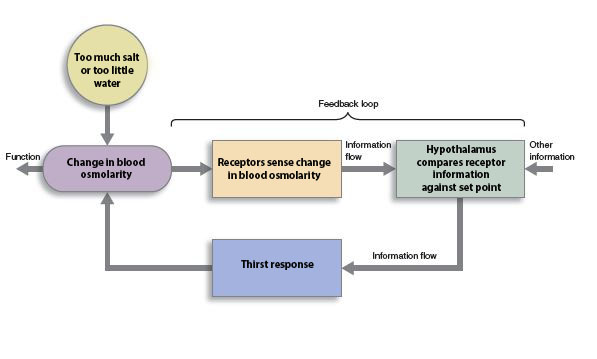 Diagram showing the feedback loop for blood osmolarity