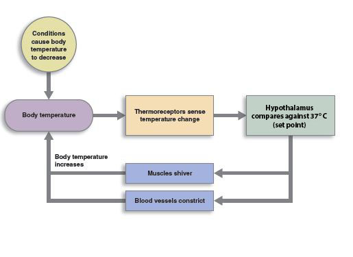 Flowchart showing low temperature through a feedback loop. There are conditions that cause body temperature to decrease, so thermoreceptors sense temperature change, the hypothalamus compares the information against the set point, so muscles shiver and blood vessels constrict.