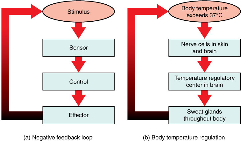 Diagram showing high temperature using a negative feedback loop