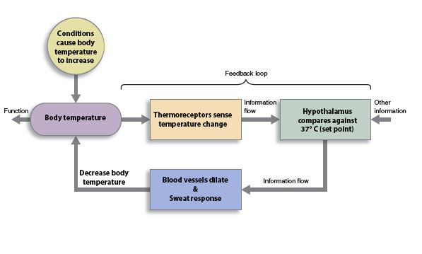 Flowchart showing body temperature in homeostatic feedback loop. There are conditions that cause body temperature to increase, the thermoreceptors sense temperature change, the hypothalamus compares the information against the set point, and this tells blood vessels to dilate and the body starts producing sweat.