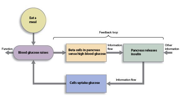 Diagram showing high glucose feedback loop