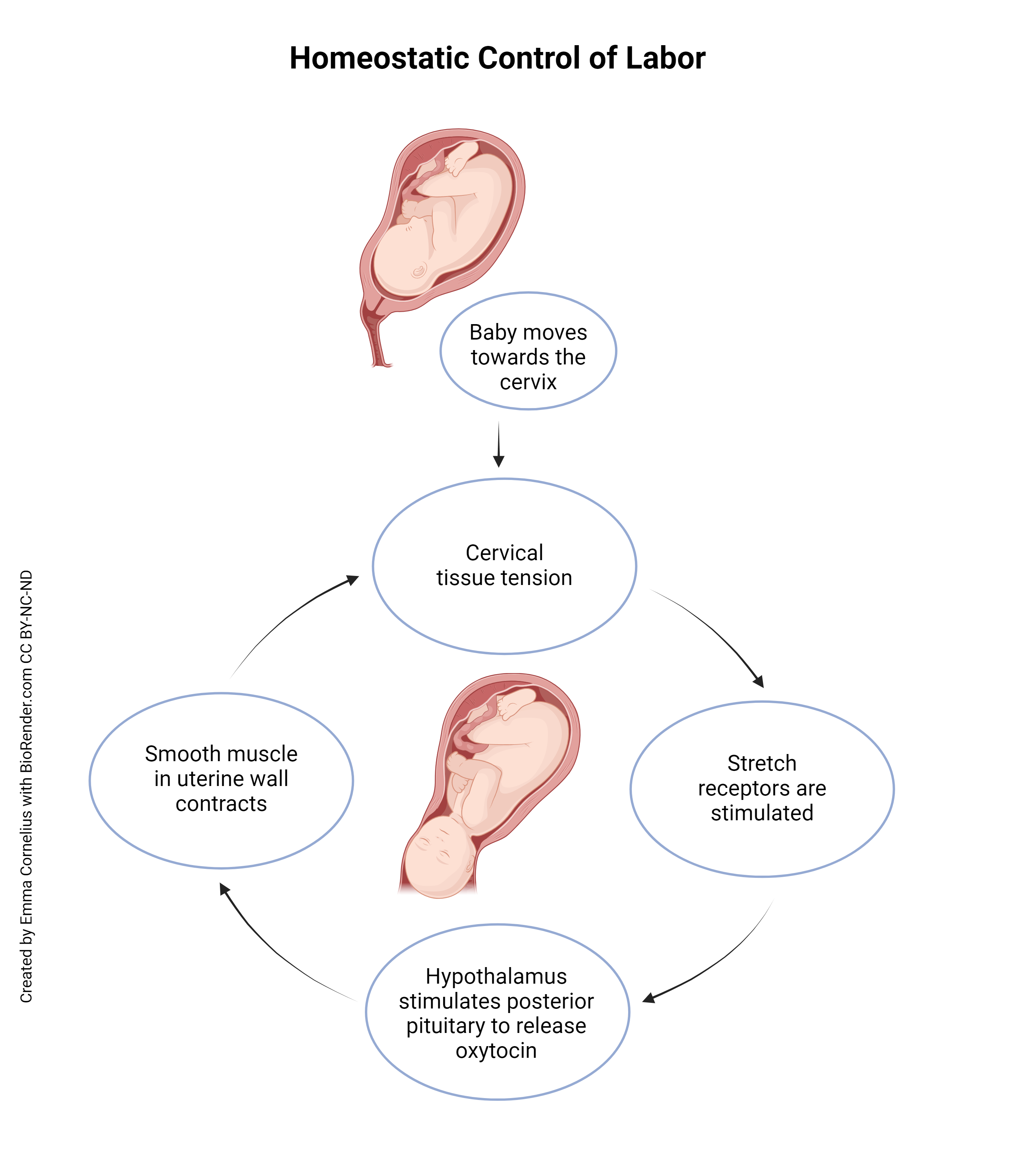 Diagram showing the positive feedback loop of labor