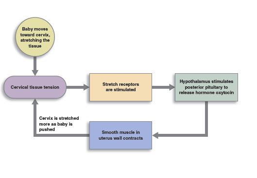 Diagram showing the feedback loop of birth, starting with baby moving towards the cervix