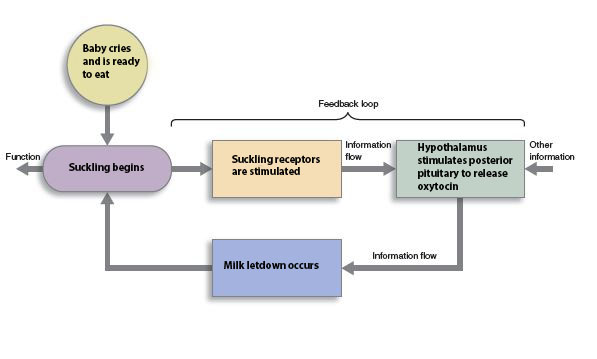 Diagram showing the suckling positive feedback loop